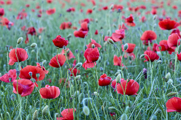 Fototapeta na wymiar Field of red poppy flowers
