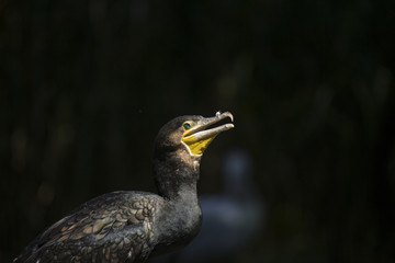 Great Cormorant (Phalacrocorax lucinus)