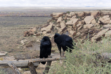 A bashful raven with its mate sitting on a fence post in the Petrified Forest National Park, Arizona.