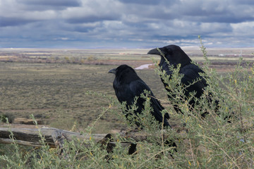 A pair of Ravens perched on a wooden fence in the Petrified Forest National Park, Arizona with an ominous storm rolling in.