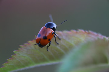 COCCINELLE