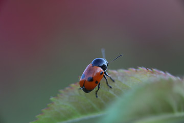 COCCINELLE