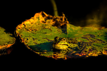 Green frog on lily and dark black water