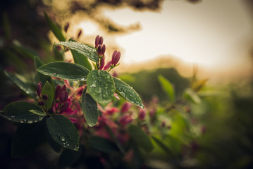 Beautiful blooming flowers in the morning spring, Morning in Prague