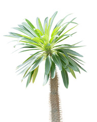 Madagascar palm tree (Pachypodium lamerei)