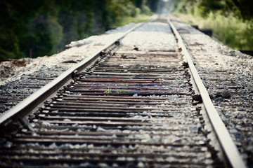 Rail road tracks in the forest