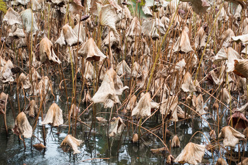 dry plant above the pond