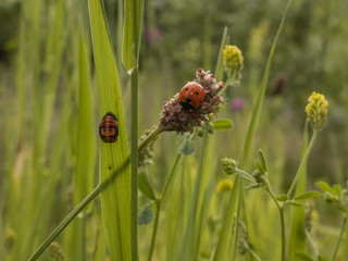 Marienkäfer im Gras mit einer Puppe am Blatt