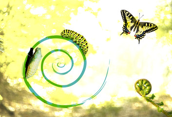 Unfolding Life / Cycle of Butterflies Life