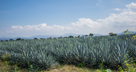 Agave Seed Jalisco