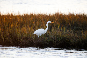 Heron in the Bolsa Chica Wetlands
