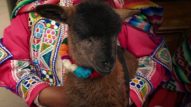 Lamb Held By South American Woman In Traditional Dress