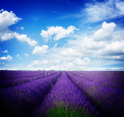 Lavender flowers field with symmetrical rows, France, retro toned