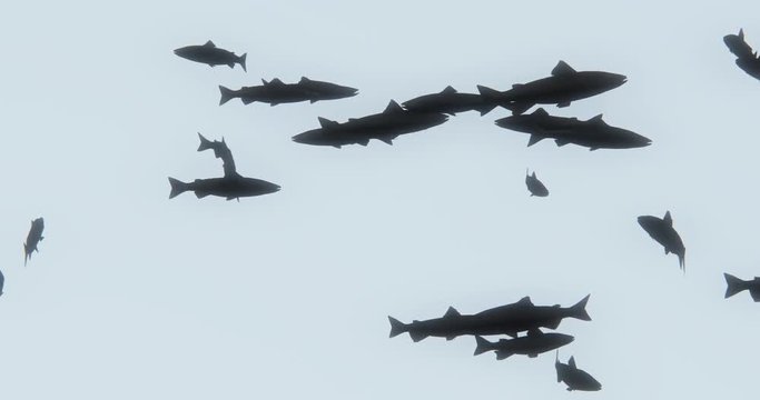 4k a group of black fish swimming,3d cartoon,animal silhouette.