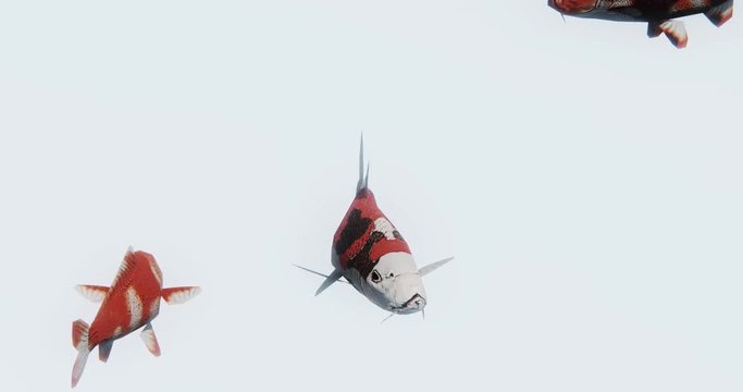 4k a group of red fish swimming,3d cartoon,animal.