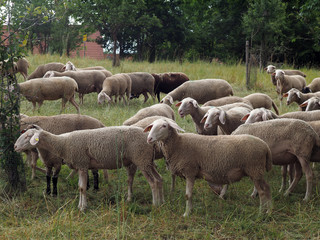 Obraz premium Schafsherde