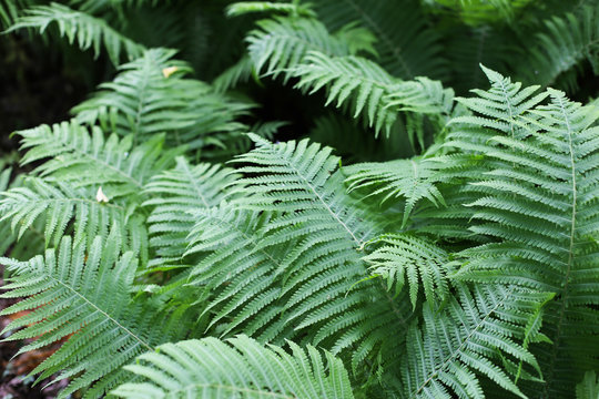 Wild ferns leaves in the forest