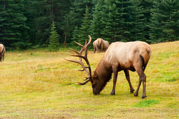 Jasper Elk - 162864189