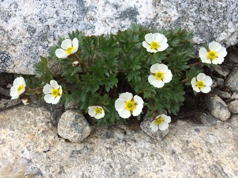 Issoleie, Ranunculus Glacialis