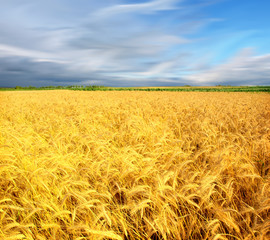 Fototapeta premium wheat field at the sunset