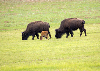 Fototapeta premium American Bison - Grand Canyon National Park, Arizona