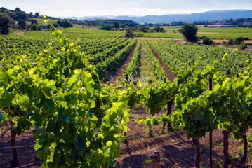 Fototapeta na wymiar Afternoon Sunlight over vineyards in the Languedoc region of France