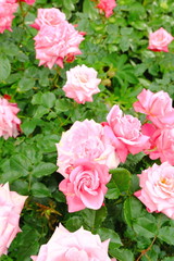 大輪の薔薇　プリンセスチチブ