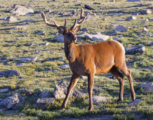 Bull Elk in Rocky Mountain National Park, Colorado