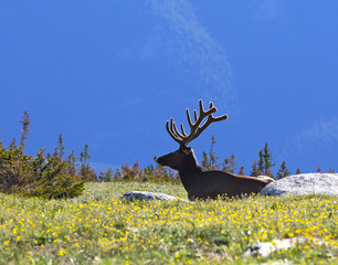 Naklejka premium Bull Elk in Rocky Mountain National Park, Colorado