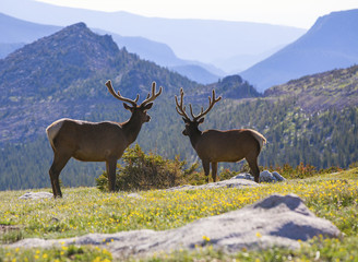 Naklejka na ściany i meble Bull Elks in Rocky Mountain National Park, Colorado
