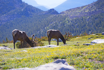 Bull Elks in Rocky Mountain National Park, Colorado