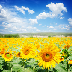 Fototapeta premium Field of colorful fresh blooming sunflowers at bright summer day under blue sky with clouds, retro toned