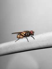 Graue Fleischfliege (Sarcophaga carnaria)