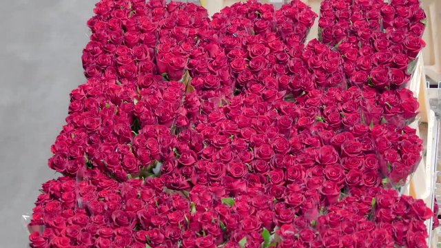 1149_The_fresh_red_roses_inside_the_flower_boxes.mov