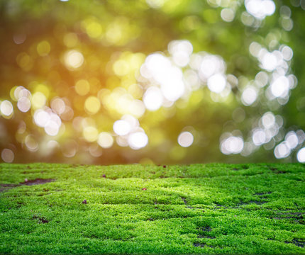 Green moss shining in the rays of sunlight