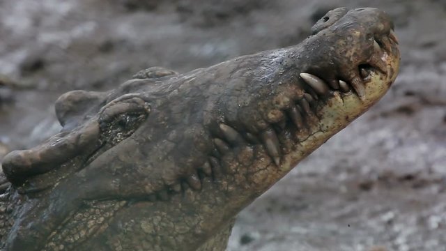 The close up of cuban crocodile