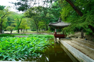 Fototapeta premium 창덕궁 후원 (Changdeokgung Secret Garden)