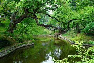 창덕궁 후원 (Changdeokgung Secret Garden)