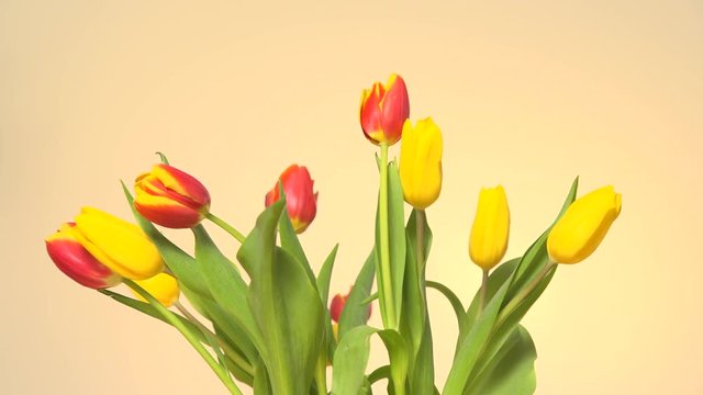 Bunch of tulips flowers with wind air blowing on beige, bright background 4K ProRes HQ codec