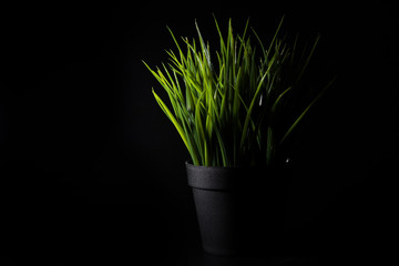 Forge green glass in black flower pot on black background
