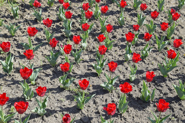 Red flowers of tulips on a flower bed. A flower bed with tulips