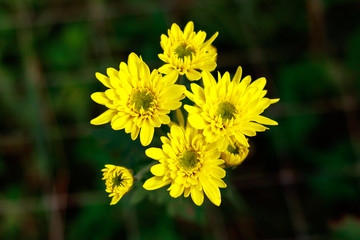 Obraz premium chrysanthemum flowers