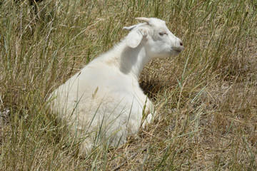Kiko kid goat enjoying hot days of summer by grazing while resting in heat