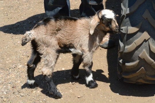 One week old newborn kiko goat kid standing next to tire of farm ATV vehicle