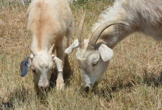 Mother and baby kid kiko goats gazing together side by side as part of weed control and wildfire abatement program