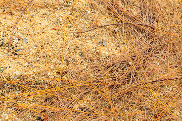 Dry pine needles leaf fall on sand in the beach.