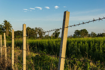 Barbed wire fence