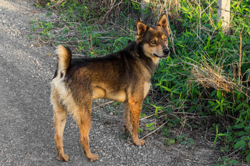 Naklejka premium Dog