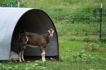 Goat and it's shelter