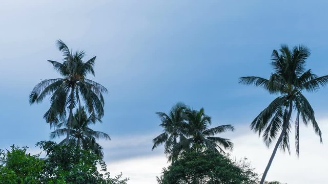 Palm Trees in Cloudy Weather Timelapse